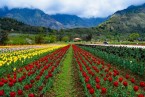 Srinagar Local Sightseeing